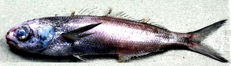 Cubiceps gracilis_02.jpg